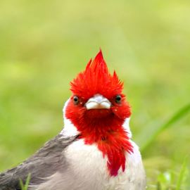 ESTEROS DEL IBERA 3D/2N